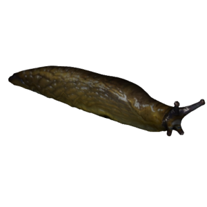 Slug PNG-87317